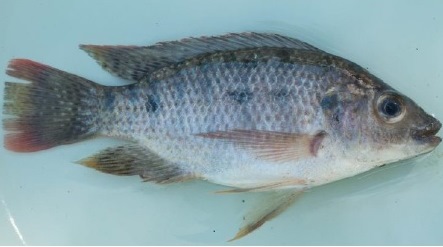 Oreochromis mossambicus